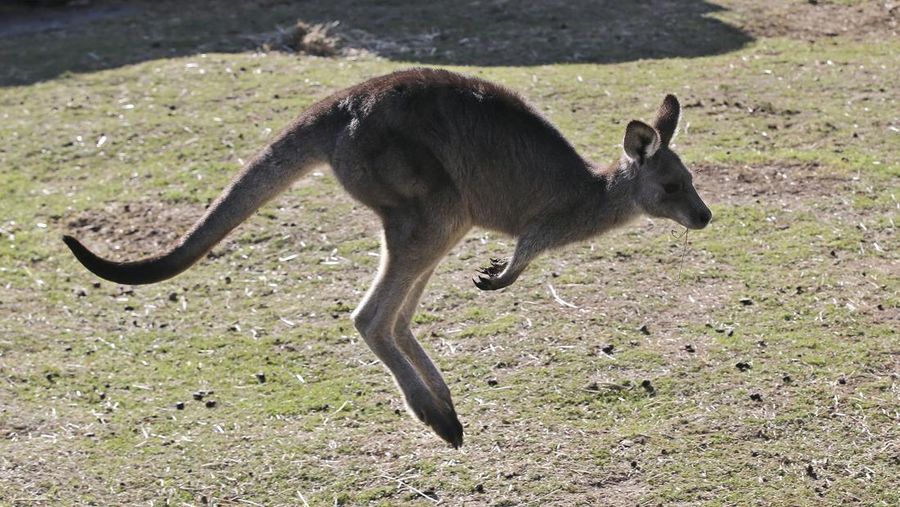 FILE - A grey kangaroo hops along a hill side in the Wombeyan Karst Conservation Reserve near Taralga, 120km (74 miles) south west of Sydney, Australia, Aug. 18, 2016. A bill that would ban the sale of kangaroo parts has been introduced in the Oregon Legislature, taking aim at sports apparel manufacturers that use leather from the animals to make their products. (AP Photo/Rob Griffith, File)