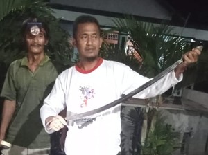Kobra 1 Meter Ditangkap Usai Duel Lawan Kucing di Klaten