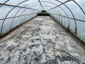 Nasib Petani Garam Pangandaran, Tetap Bertahan Meski Tak Menguntungkan