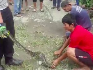 Warga Bekasi Sempat Ribut Sebelum Sarang Sanca Dibongkar, Kenapa?