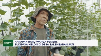 PIK2 Dan Harapan Warga Pesisir, Melon Di Desa Salembaran Jati