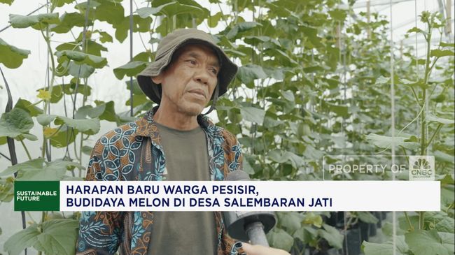 Harapan Baru Warga Pesisir, Budidaya Melon Di Desa Salembaran Jati