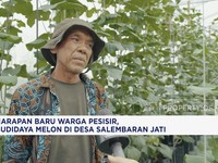 PIK2 Dan Harapan Warga Pesisir, Melon Di Desa Salembaran Jati