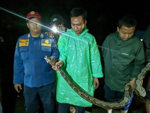 Takut Lihat Ular Sanca 3 Meter, Warga di Bogor Lapor Damkar