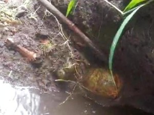 Hendak Mancing Belut, Warga Lombok Timur Temukan Tengkorak Manusia