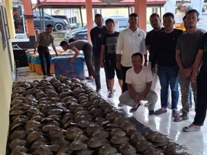 Hendak Selundupkan Belangkas dari Rohil ke Luar Negeri, 2 Orang Ditangkap