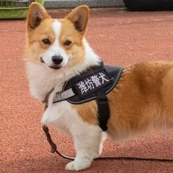 Viral Anjing Polisi Gagal Dapat Bonus karena Ketiduran Saat Kerja