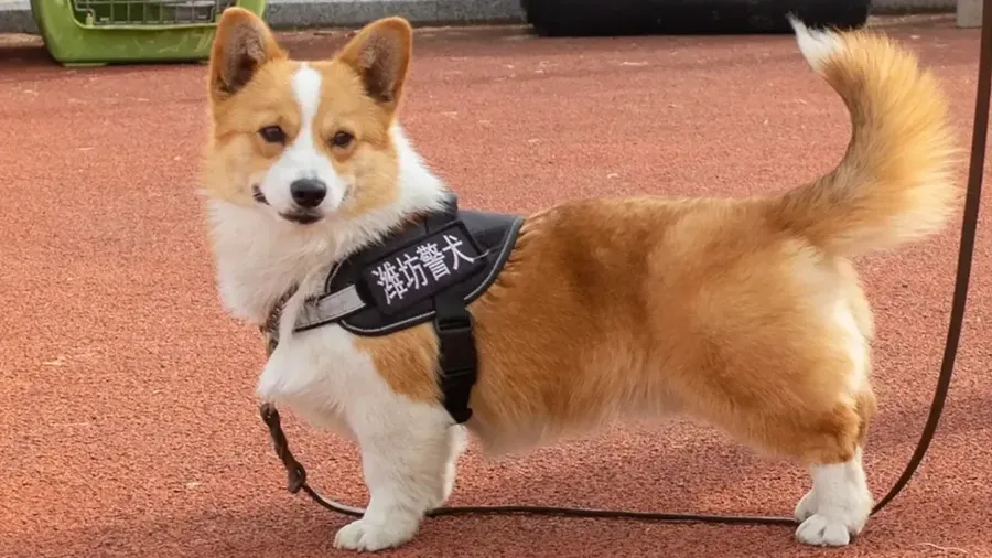 Fuzai terlihat mengenakan rompi anjing polisi, di provinsi Shandong, China timur. (Dok. CNN International via Weifang public security bureau/Douyin)