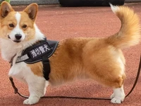 Viral Anjing Polisi Gagal Dapat Bonus karena Ketiduran Saat Kerja