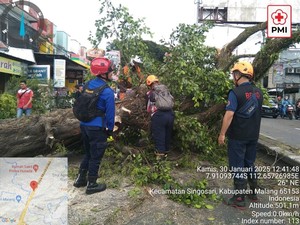 Pohon Asem Tumbang Timpa 4 Pengendara di Jalan Malang-Surabaya