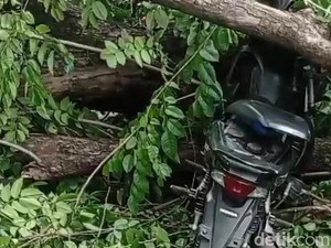 Pemotor Tewas Tertimpa Pohon Tumbang di Jalur Pasuruan-Purwosari