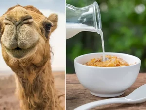 Susu Unta Bisa Jadi Pengganti Susu Sapi, Ini Khasiat dan Nutrisinya
