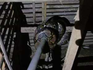 Ular Sanca Kembang 2,5 Meter Nyaris Mangsa Ayam di Kulon Progo