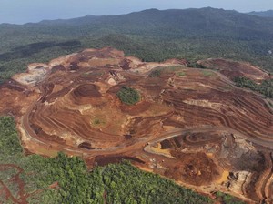 Uni Emirat Arab Bakal Kucurkan Rp 815 M buat Hijaukan Lagi Hutan RI