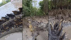 Heboh Godzilla di Dunia Nyata