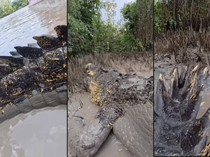 Heboh Buaya Mirip Godzilla Terekam di Alam Liar Australia