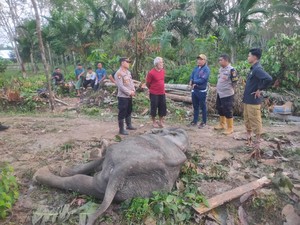 Sepekan Dirawat, Gajah Sakit Bagian Mulut di Aceh Timur Mati