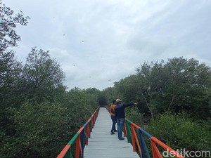 Pesona Wisata Mangrove di Cirebon Jadi Habitat Aneka Burung