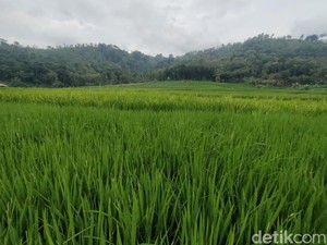 Mengenal Bonjopi si Lumbung Padi