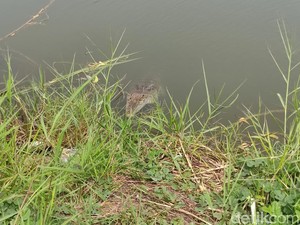 Buaya Dalam Tambak Bandeng di Sidoarjo Bikin Agus Terancam Gagal Panen