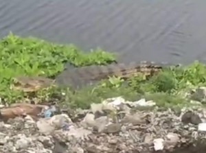 Buaya di Rawa TPA Antang Makassar Tak Dievakuasi, Damkarmat Serahkan ke BKSDA