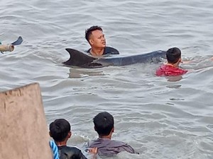 Lumba-lumba Terdampar di Pantai Kenjeran gegara Ikuti Perahu Nelayan