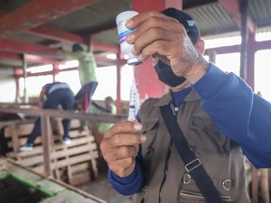 Kota Batu Terima Bantuan 7.250 Dosis Vaksin PMK dari Pusat