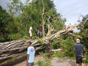 Pohon Beringin Tumbang di Kupang, Timpa Kabel hingga Listrik Padam