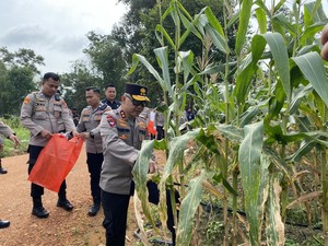 Polda Babel Panen Jagung, Totalnya hingga 10 Ton