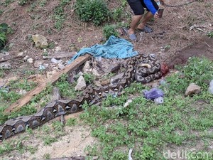 Ular Piton 7 Meter Telan Rusa di Konawe, Sempat Akan Serang Warga