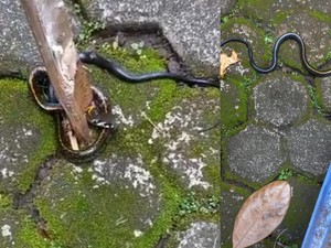 Jangan Tabur Garam! Ini Cara Efektif Mencegah Ular Masuk Rumah