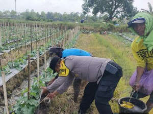 Dukung Ketahanan Pangan, Bhabinkamtibmas di Bojonegoro Turun ke Sawah