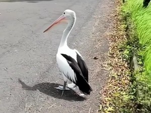 Burung Pelikan Kacamata Koleksi Eco Green Park Kota Batu Lepas ke Jalan