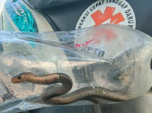 Kobra Jawa Ngumpet di Bawah Kasur Kagetkan Warga Klaten