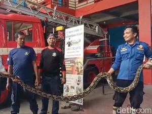 Piton 4 Meter Ditangkap Saat Mangsa Ayam, Damkar Sempat Sulit Evakuasi