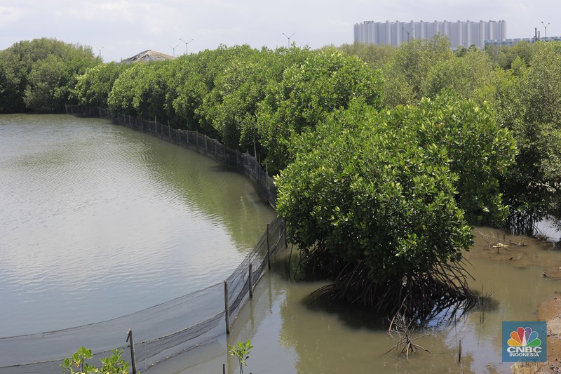 Suasana kawasan pengembangan wilayah berbasis hijau atau yang dinamakan Tropical Coastland di Tangerang, Banten, Rabu (5/2/2025). (CNBC Suasana kawasan pengembangan wilayah berbasis hijau atau yang dinamakan Tropical Coastland di Tangerang, Banten, Rabu (5/2/2025). (CNBC