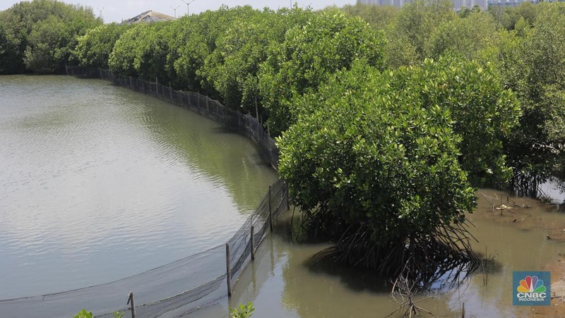 Suasana kawasan pengembangan wilayah berbasis hijau atau yang dinamakan Tropical Coastland di Tangerang, Banten, Rabu (5/2/2025). (CNBC