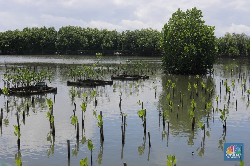 Suasana kawasan pengembangan wilayah berbasis hijau atau yang dinamakan Tropical Coastland di Tangerang, Banten, Rabu (5/2/2025). (CNBC Suasana kawasan pengembangan wilayah berbasis hijau atau yang dinamakan Tropical Coastland di Tangerang, Banten, Rabu (5/2/2025). (CNBC