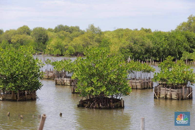 Suasana kawasan pengembangan wilayah berbasis hijau atau yang dinamakan Tropical Coastland di Tangerang, Banten, Rabu (5/2/2025). (CNBC Suasana kawasan pengembangan wilayah berbasis hijau atau yang dinamakan Tropical Coastland di Tangerang, Banten, Rabu (5/2/2025). (CNBC