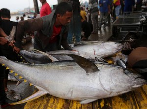 KKP Sebut RI Jadi Produsen Tuna Terbesar Dunia, Kalahkan Taiwan & Jepang