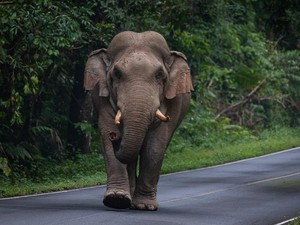 Turis Jerman Tewas Diserang Gajah Liar gegara Tak Pahami Peringatan Bahaya
