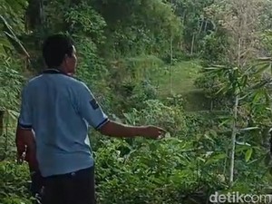 3 Emak-emak di Ngawi Disengat Tawon Vespa, 1 Meninggal