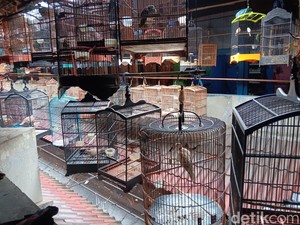 Berapa Modal Jualan Burung di Pasar Pramuka?