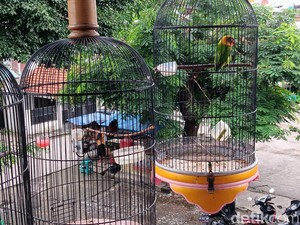 Jangan Kaget, Segini Harga Burung Termahal di Pasar Pramuka