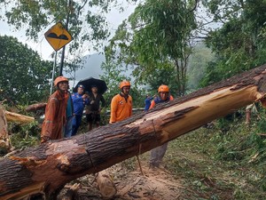 Kintamani Diterjang Hujan Angin, Akses Warga Tertutup Pohon Tumbang