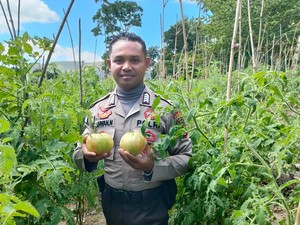 Bripka Nasrul Sulap Lahan Tidur untuk Budidaya Tomat Langka di Belu