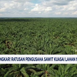 Kisruh Tumpang Tindih Lahan Sawit, Begini Penjelasan GAPKI