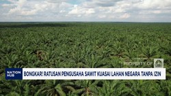 Video: Ratusan Pengusaha Sawit Kuasai Lahan Negara Tanpa Izin