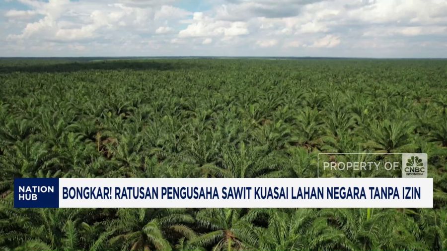 Ratusan Pengusaha Sawit Kuasai Lahan Negara Tanpa Izin