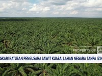 Video: Ratusan Pengusaha Sawit Kuasai Lahan Negara Tanpa Izin